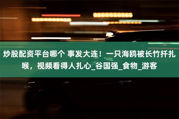 炒股配资平台哪个 事发大连！一只海鸥被长竹扦扎喉，视频看得人扎心_谷国强_食物_游客